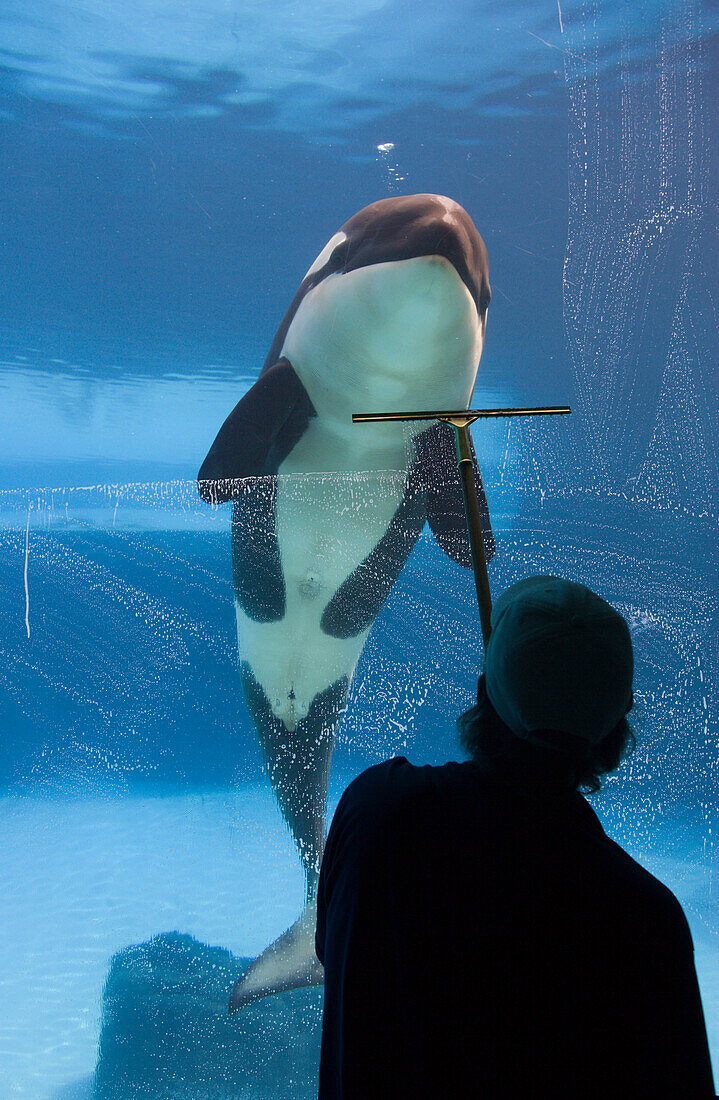 Orca And Window Washer At A Marine Park, Ontario, Canada