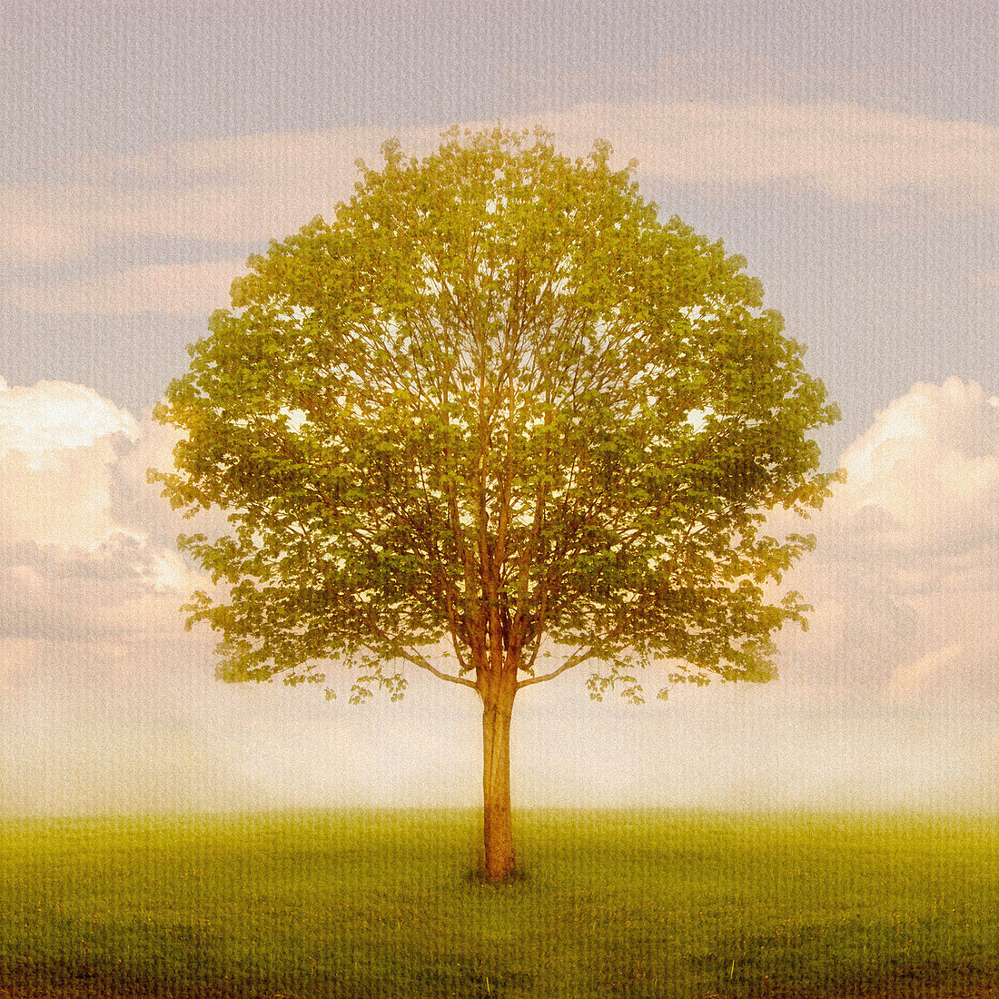 Tree In Field, Saint John, New Brunswick