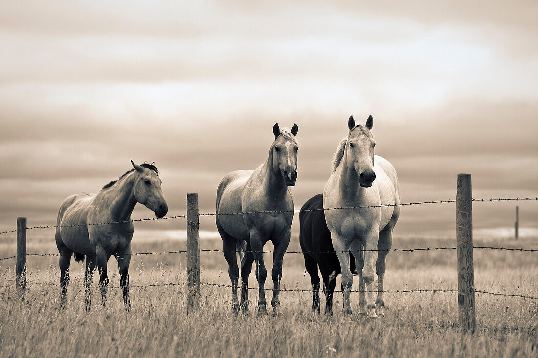 Artist's Choice: Quarter Horses On Canadian Prairie, Big Muddy Badlands, Saskatchewan