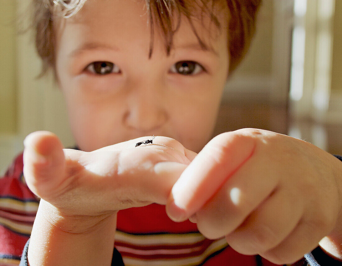 Young Boy Holding An Insect In His Hand, King City, Ontario