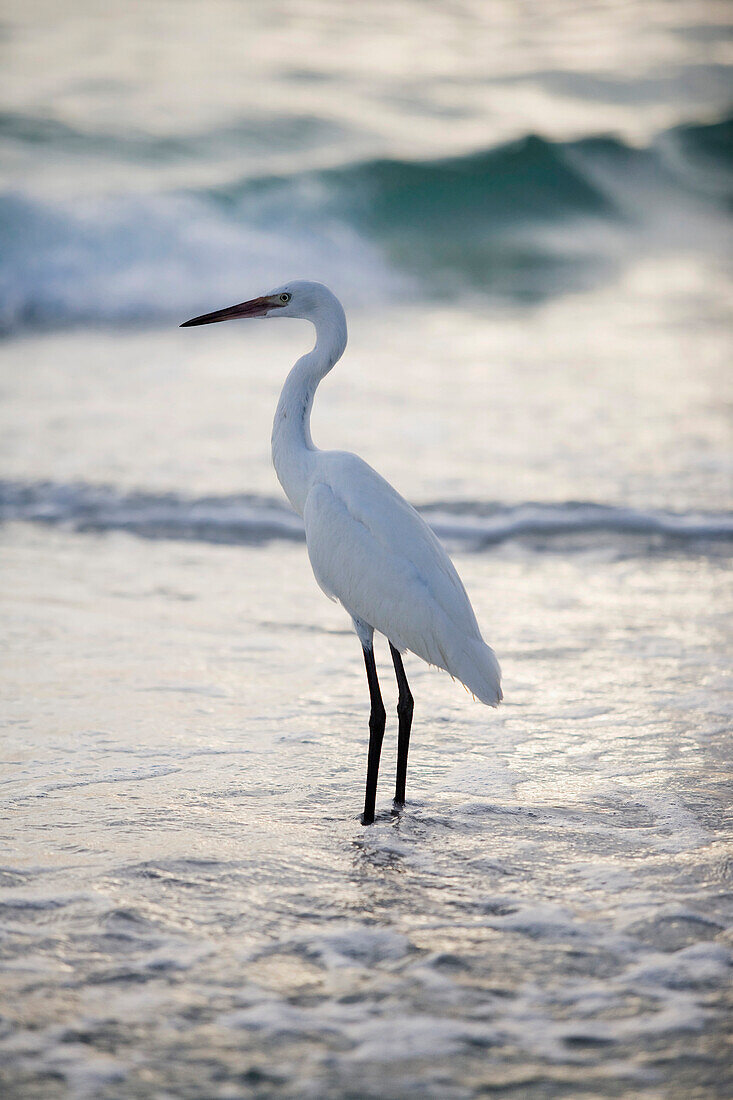 A Bird On The Beach, Sarasota, Florida