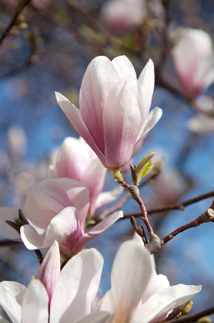 Wahl des Künstlers: Magnolienblüten im Frühling