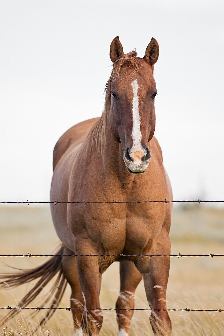 Portrait Of A Horse Standing Behind Barbed Wire Fence, On The Canadian Prairie. Near Swift Current, Saskatchewan, Canada.