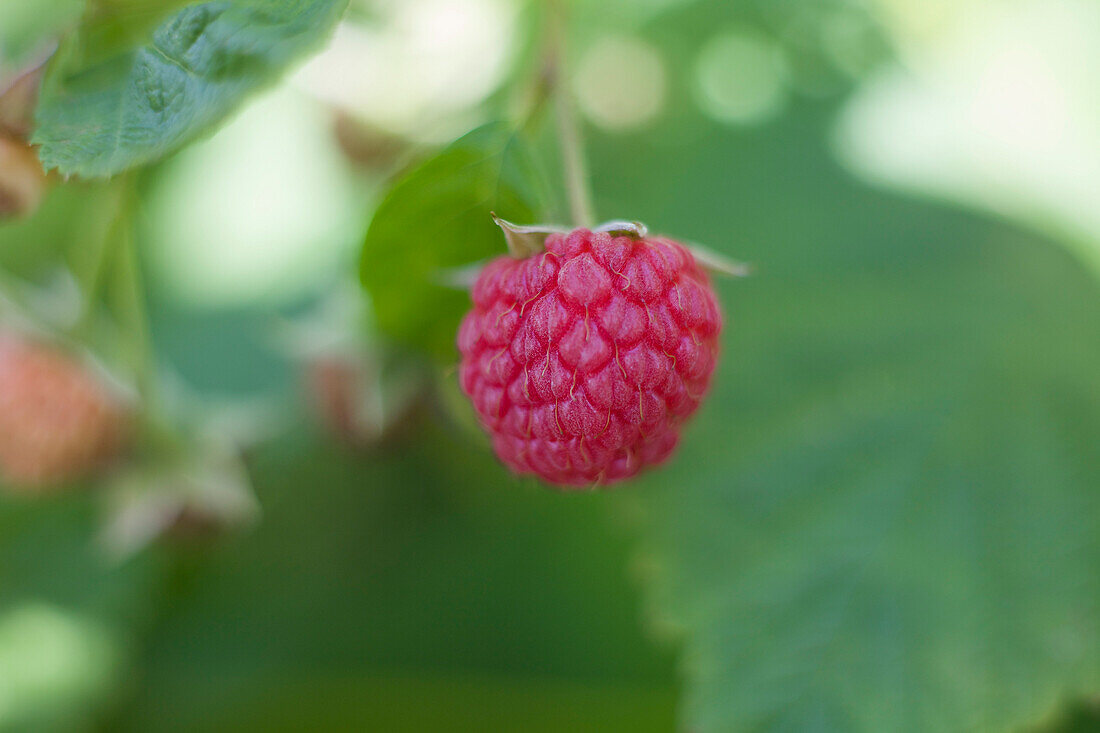 Raspberry Farm, Niagara, Ontario