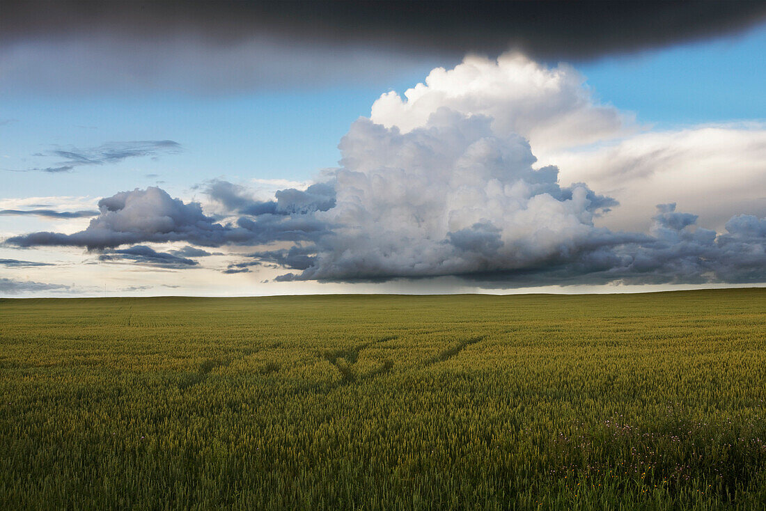 Storm Clouds Over A Grain Field During The Summer In Central Alberta