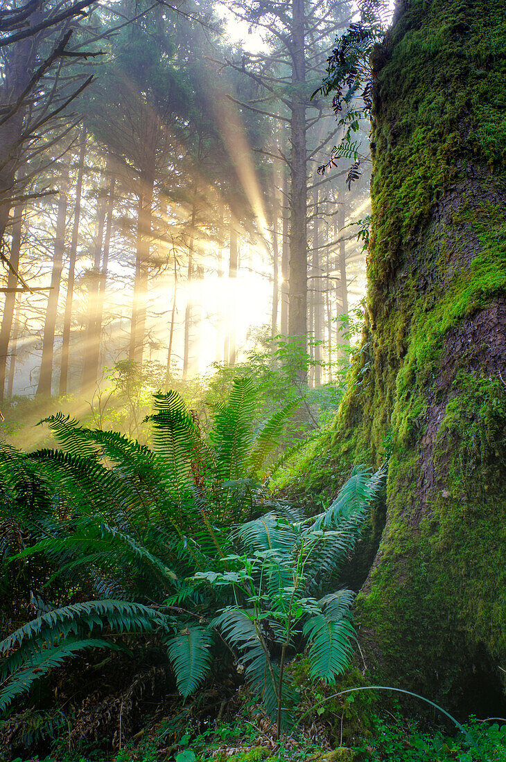 Pacific Coast Forest, Oregon, Usa