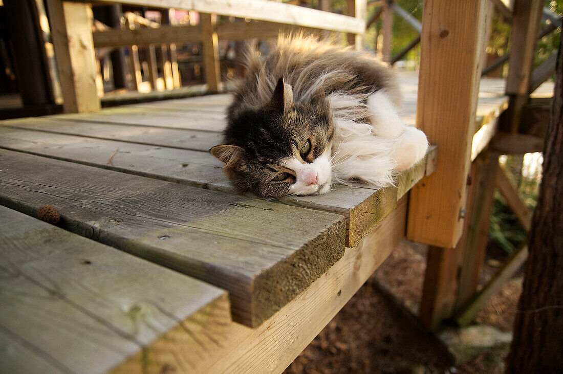 Sleepy Cat Resting On A Sundeck, Mattawa, Ontario, Canada