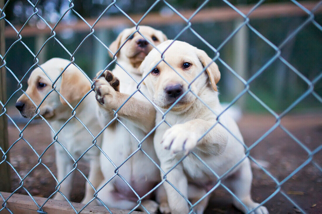 Yellow Labrador Retriever Puppies Behind Kennel Fencing