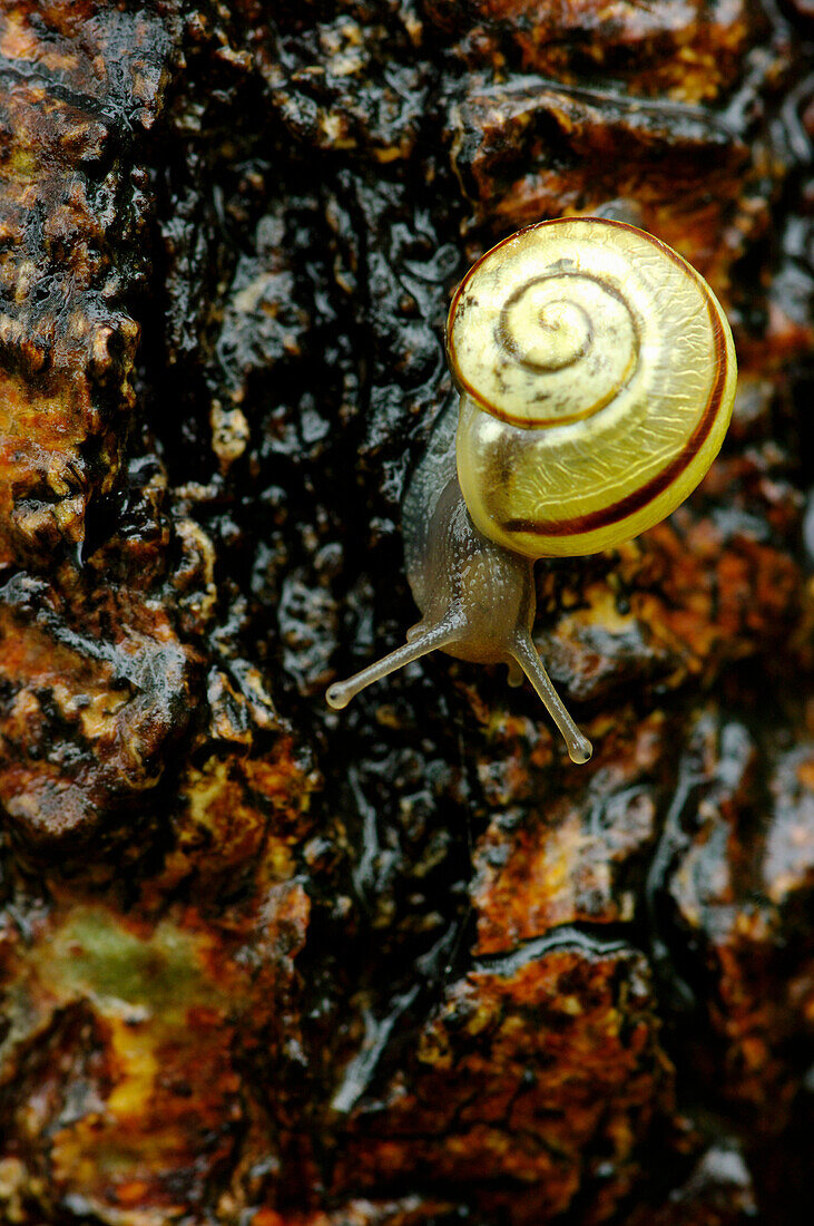 Snail, Pointe-Des-Cascades, Quebec, Canada