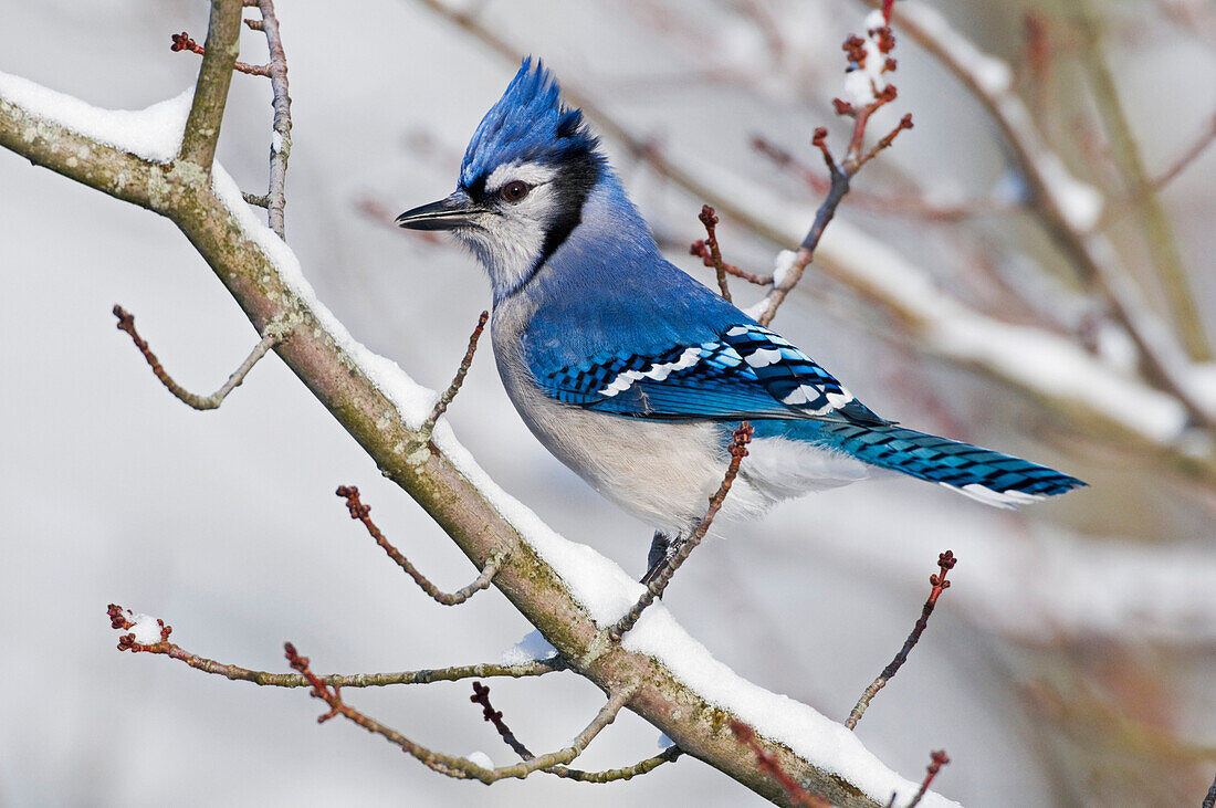 Blue Jay (Cyanocitta Cristata) In Winter Snowfall. Nova Scotia, Canada.