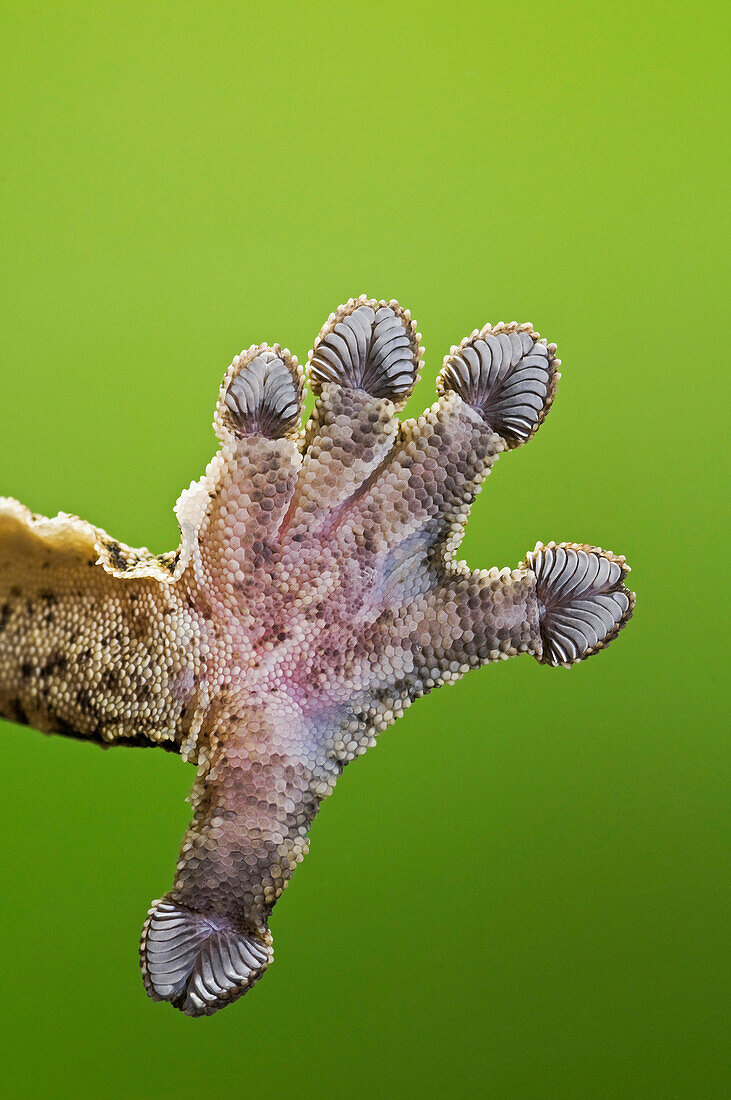 Close-Up Of Henkel's Leaf-Tailed Gecko (Uroplatus Henkeli) Underside Of Foot Adhering To Glass Thanks To Setae (Hair-Like Structures) On Their Toepads.