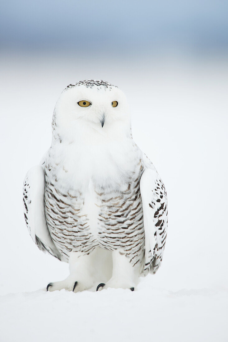 Snowy Owl Standing On Snow, Saint-Barthelemy, Quebec, Canada, Winter