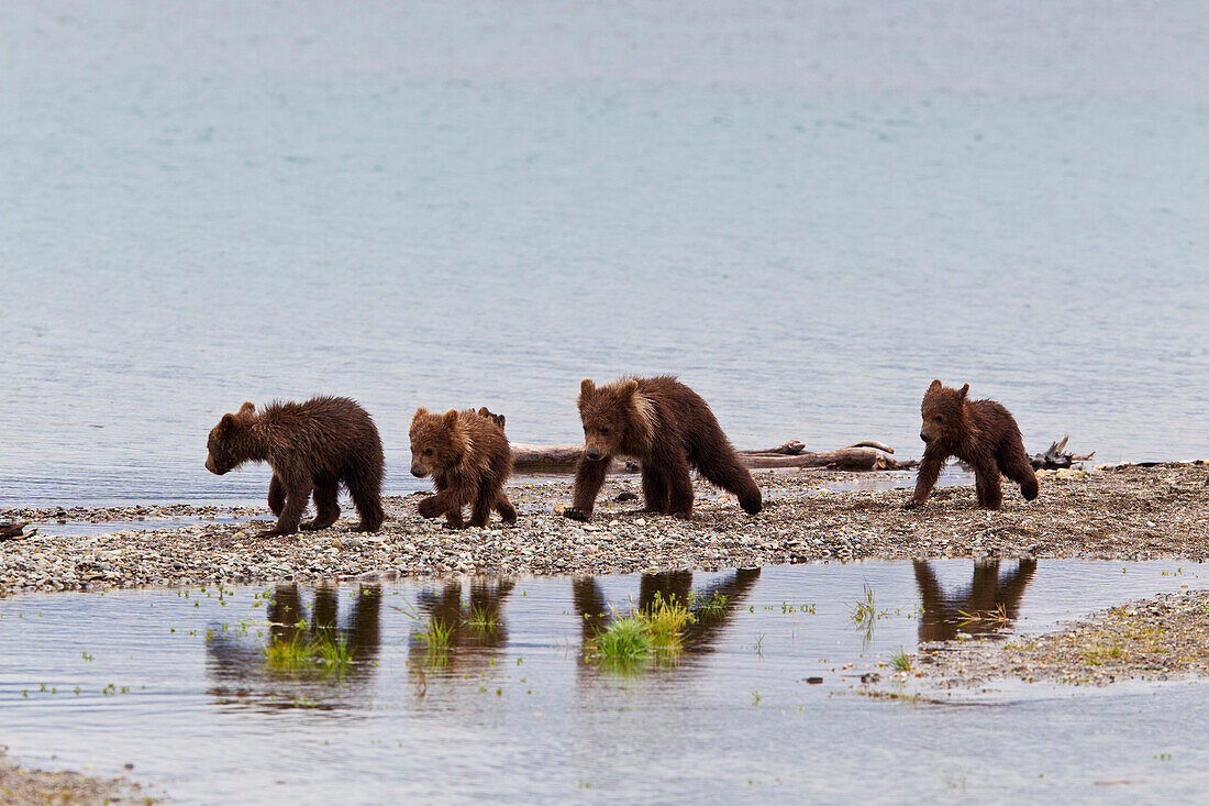 Four Spring Brown Bear Cubs Walk Along The Spit While Their Reflections Are Caught In A Pool, Brooks Camp, Katmai National Park, Southwest, Alaska, Summer