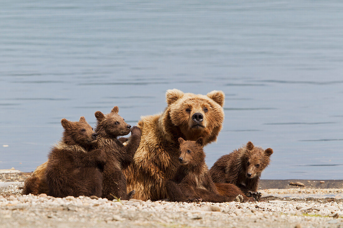 A Brown Bear Sow Rests With 4 Of Her Spring Cubs On The Beach Of Naknek Lake, Brooks Camp, Katmai National Park, Southwest, Alaska, Summer