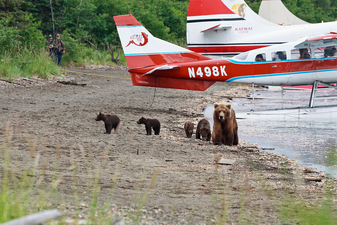 A Brown Bear Sow, Nicknamed Milkshake, Leads Her Four Spring Cubs Down The Beach Of Naknek Lake, Past Docked Float Planes, While People In The Float Planes Photograph, Brooks Camp, Katmai National Park, Southwest, Alaska, Summer