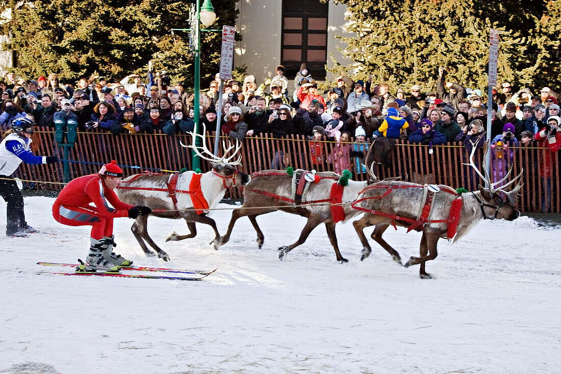 Two People On Skis Are Being Pulled By Reindeer During The *Reindeer Races* During Fur Rendezvous In Anchorage, Alaska