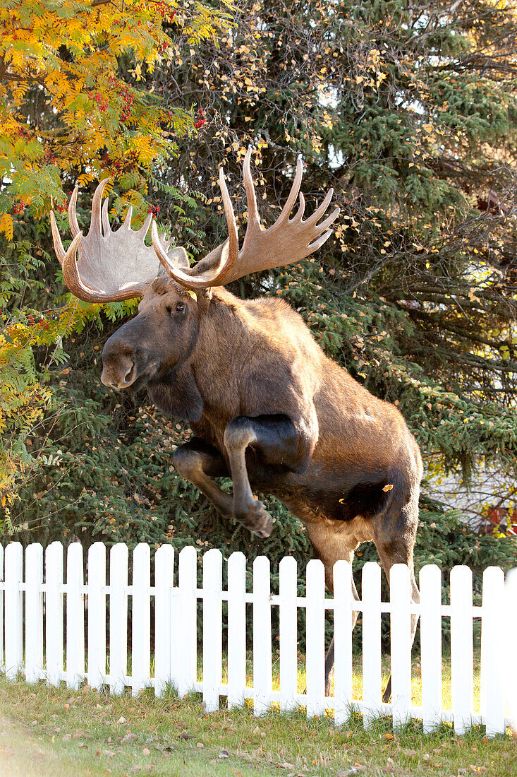 Large Bull Moose Jumping White Picket Fence In Anchorage, Southcentral Alaska, Autumn