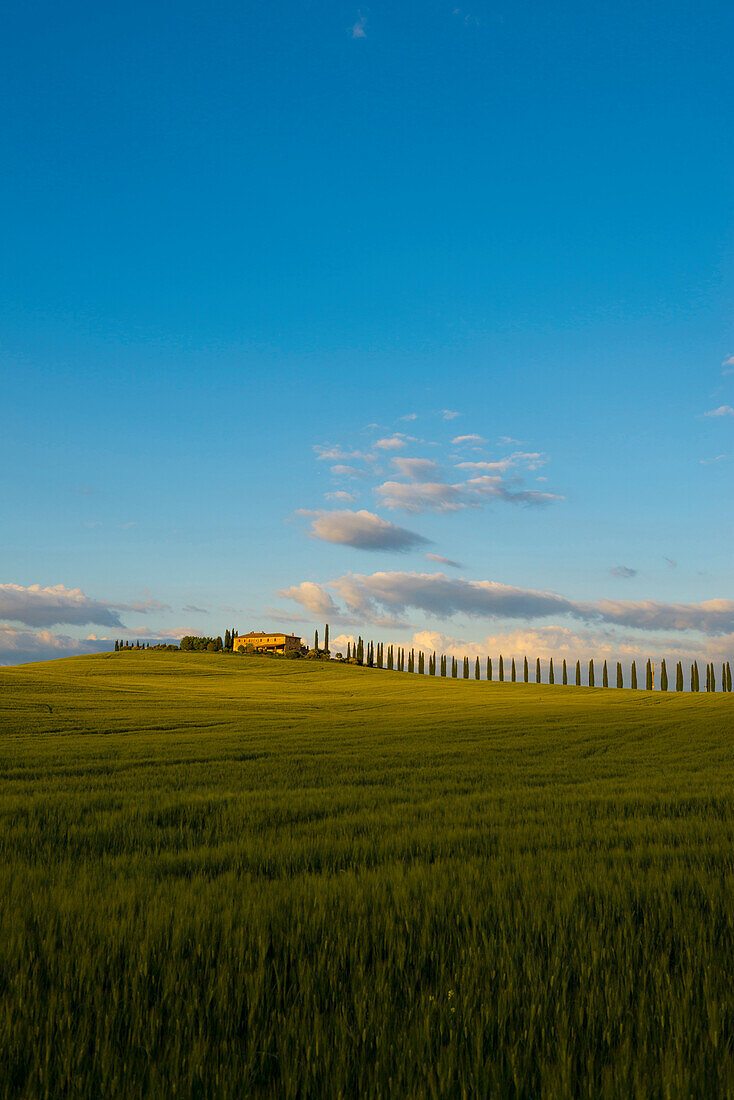 Landschaft bei San Quirico d'Orcia, Val d'Orcia, Provinz Siena, Toskana, Italien, UNESCO Welterbe