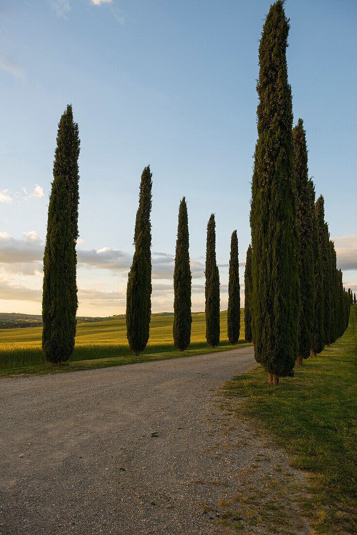 landscape near San Quirico d`Orcia, Val d`Orcia, province of Siena, Tuscany, Italy, UNESCO World Heritage