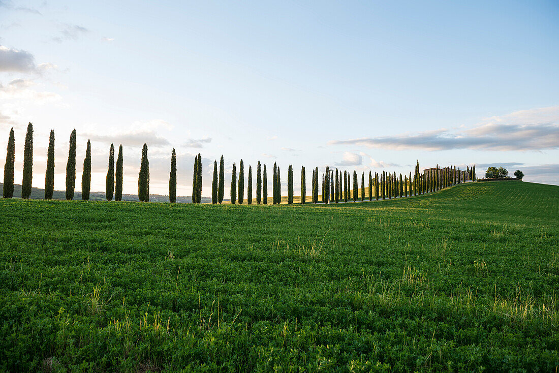 Landschaft bei San Quirico d'Orcia, Val d'Orcia, Provinz Siena, Toskana, Italien, UNESCO Welterbe