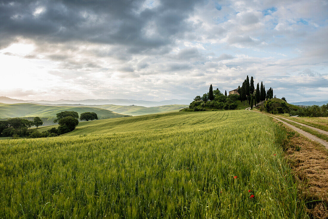 Landschaft bei San Quirico d'Orcia, Val d'Orcia, Provinz Siena, Toskana, Italien, UNESCO Welterbe