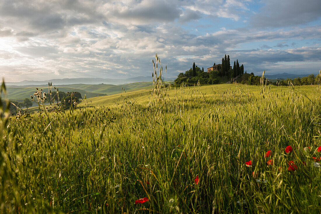 landscape near San Quirico d`Orcia, Val d`Orcia, province of Siena, Tuscany, Italy, UNESCO World Heritage