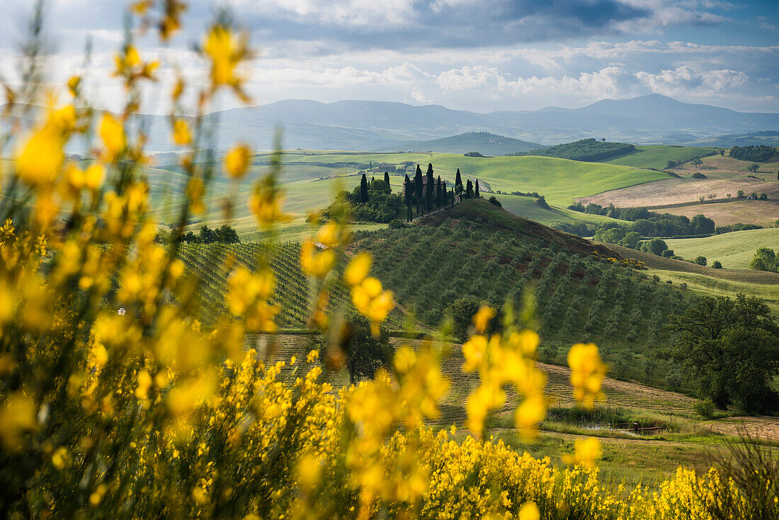 Landschaft bei San Quirico d'Orcia, Val d'Orcia, Provinz Siena, Toskana, Italien, UNESCO Welterbe