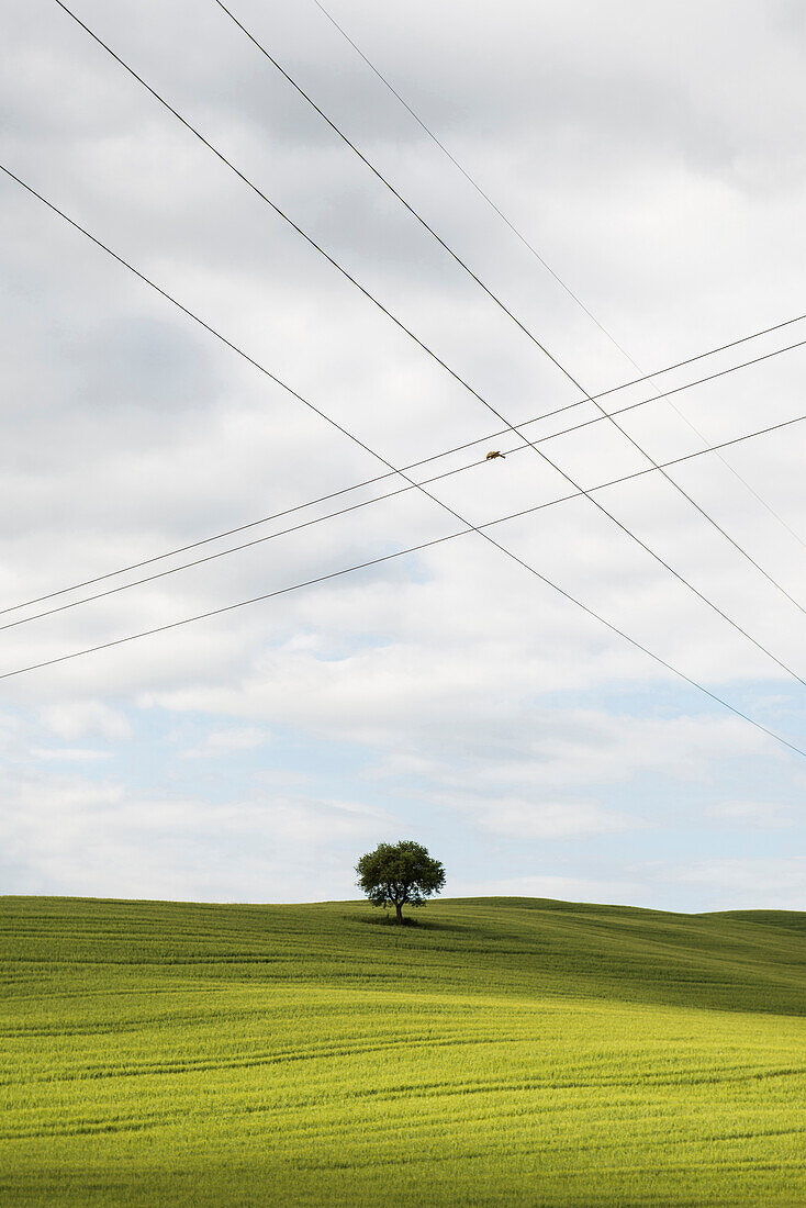 landscape near San Quirico d`Orcia, Val d`Orcia, province of Siena, Tuscany, Italy, UNESCO World Heritage