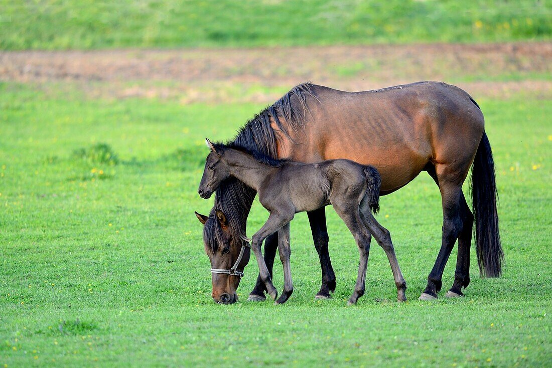Pure Spanish bred horse, mare and 5 days old foal (Equus caballus) in the field. Alsace, France.