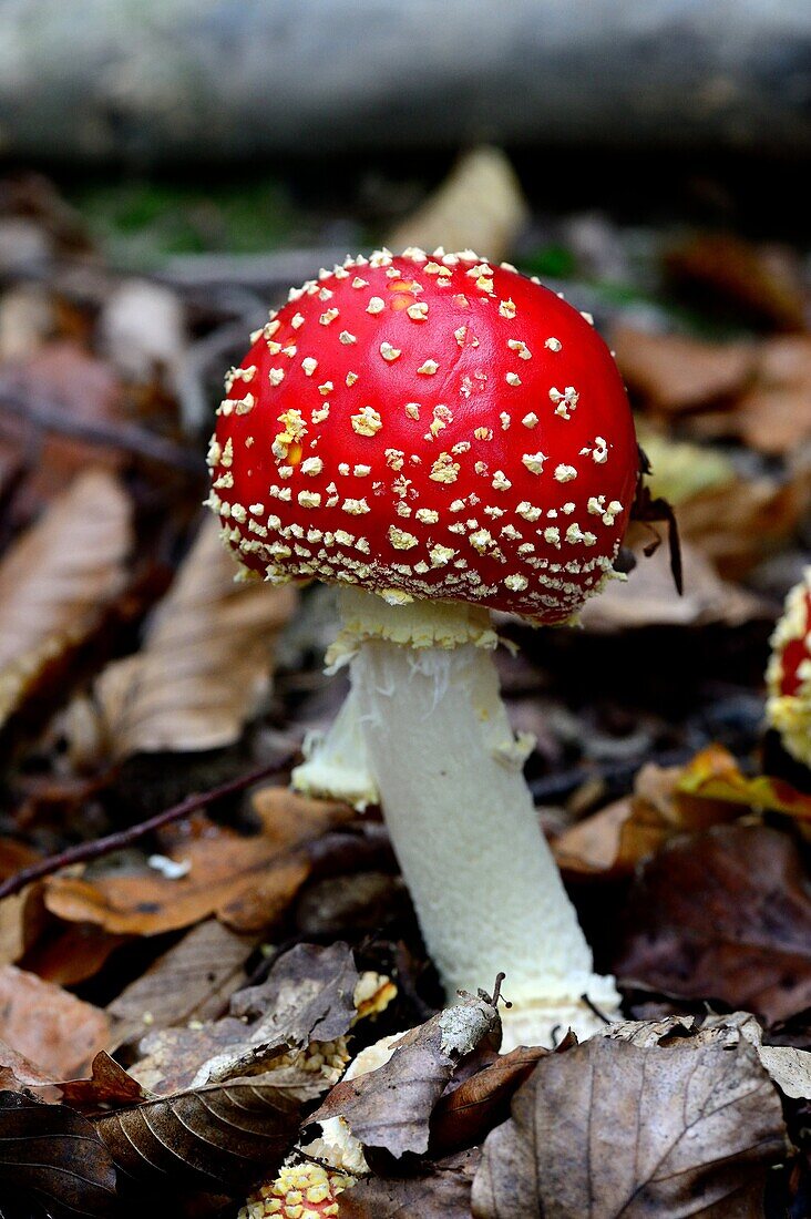Fly agaric funghi (Amanita muscaria) on forest ground, autumn, Alsace, France.