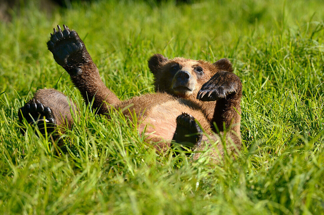 Grizzly bear cub (Ursus arctos horribilis) resting in the sedges, Khutzeymateen Grizzly Bear Sanctuary, British Columbia, Canada, June 2013.