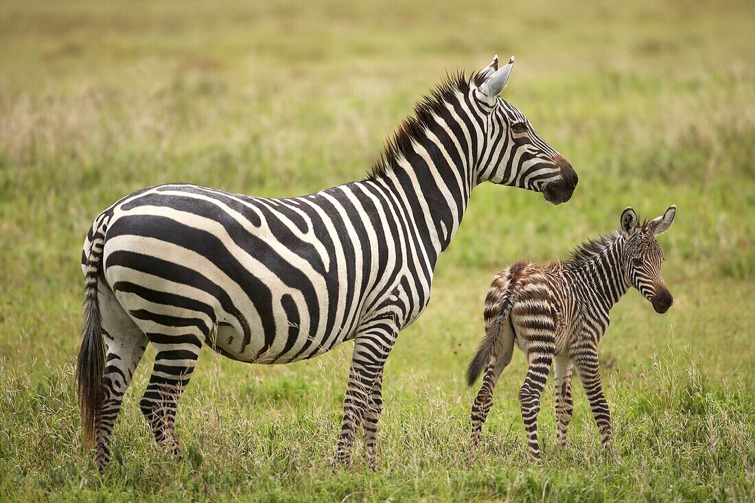 Baby Grévy´s zebra breast feading. Equus … – License image – 70516331 ...