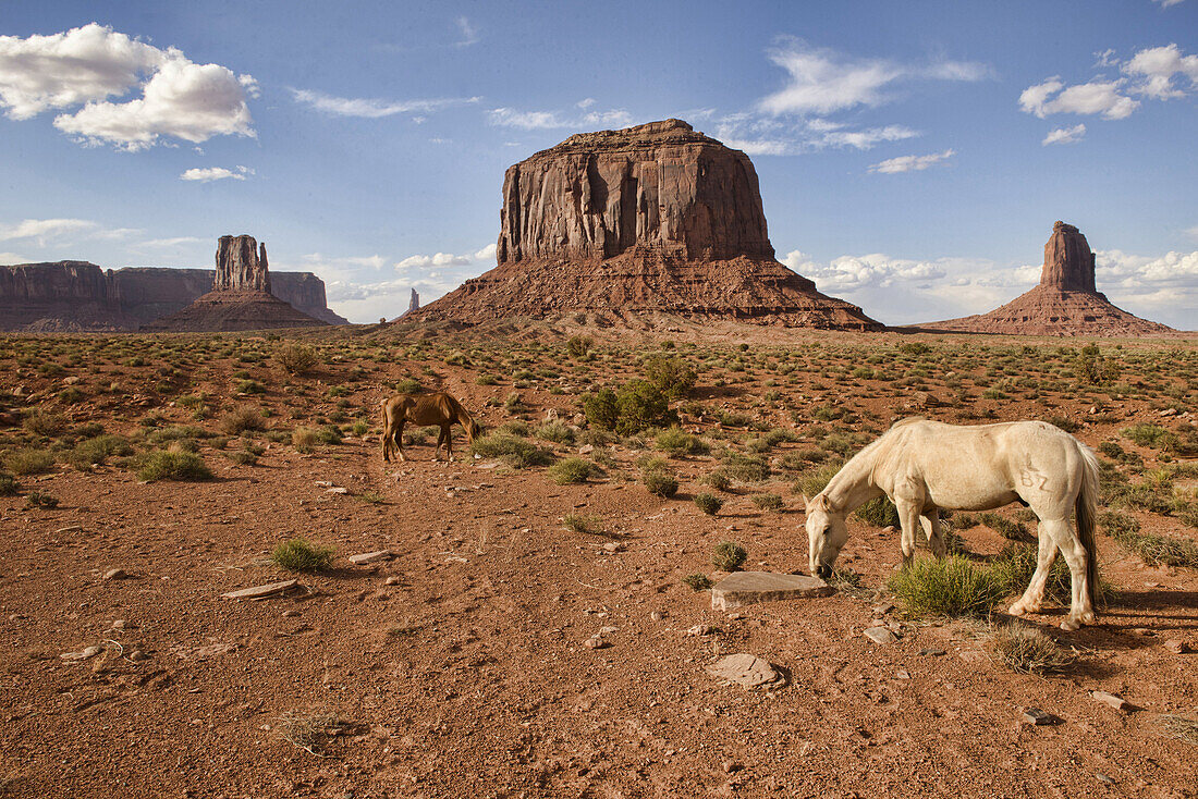 wandering horse at Monument Valley, Arizona-Utah border.