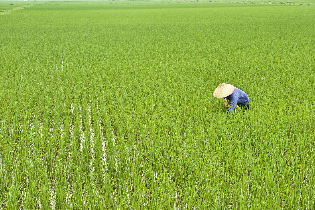 farmer in the rice paddies in Ninh Binh, Vietnam.