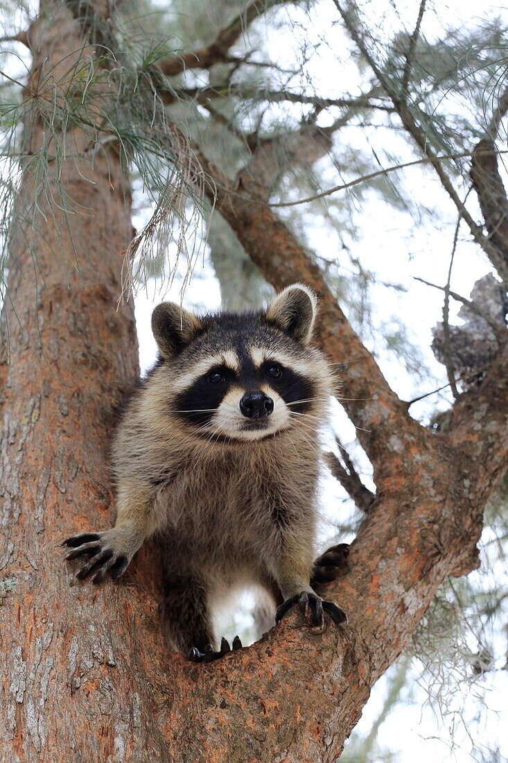 a curious cute raccoon in a tree looking down