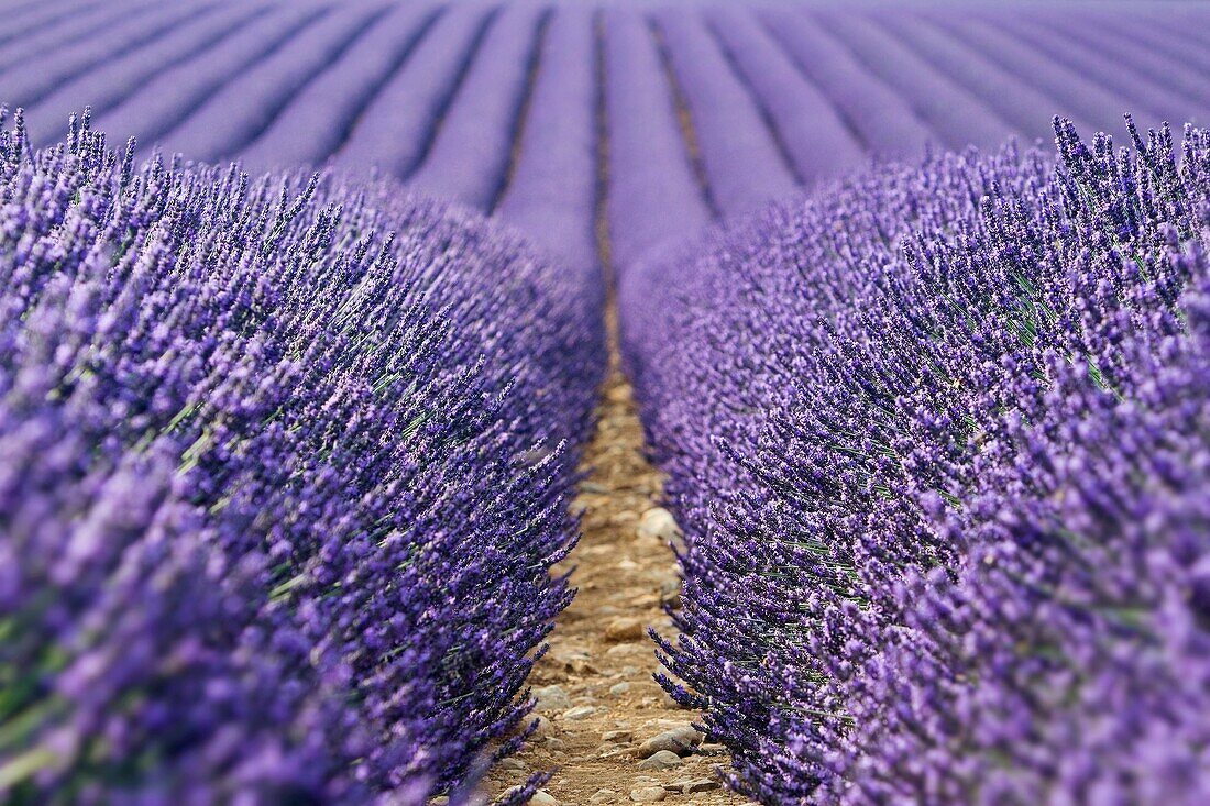 Lavender fields (Lavandula angustifolia), in Brunet, plateau de Valensole. Alpes de Haute Provence department. Provence-Alpes-C™te d'Azur region. France.