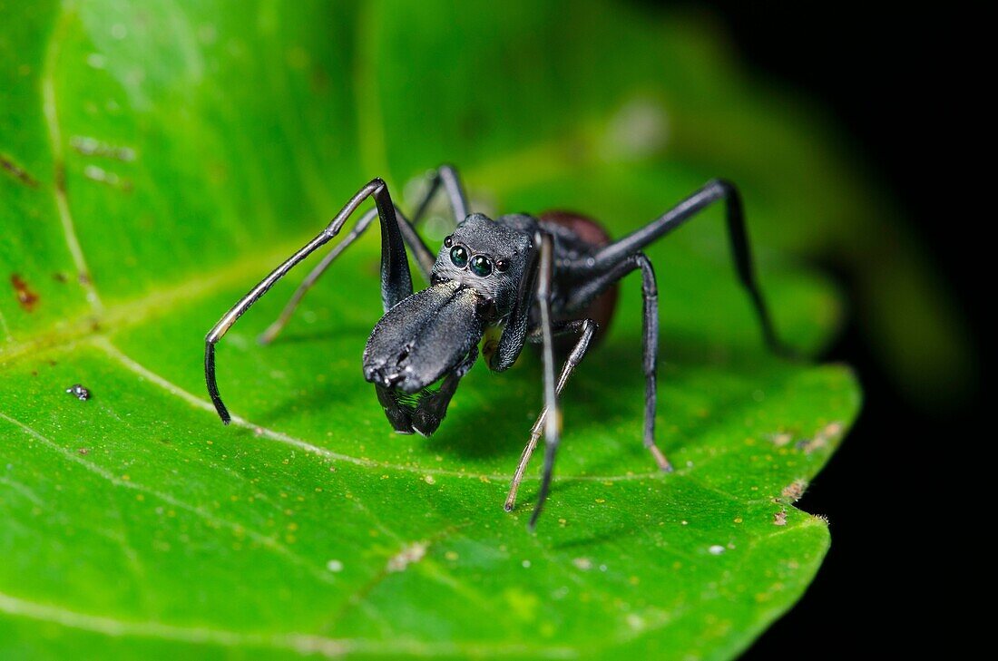 Male ant mimic spider. Image taken at Stutong Forest Reserve Park, Sarawak, Malaysia.