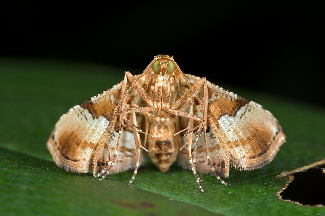 Moth. Image taken at Kampung Satau, Malaysia.