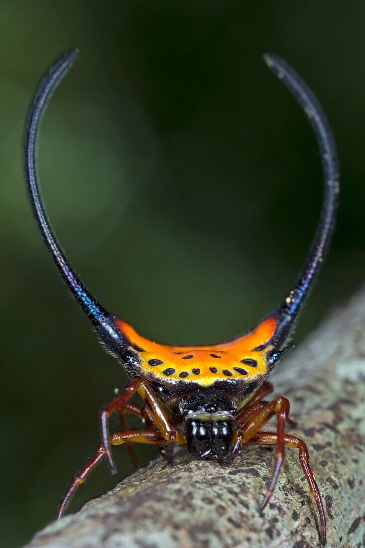 Crab spider. Image taken at Kampung Skudup, Sarawak, Malaysia.