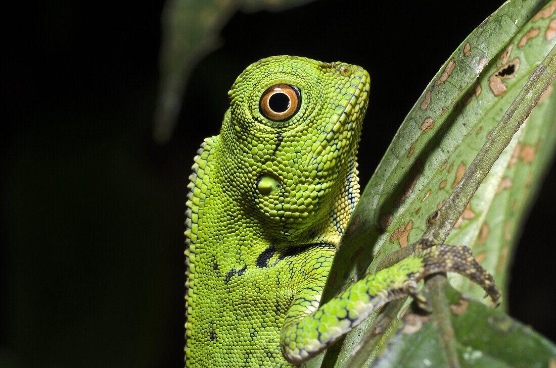 Chameleon. Image taken at Kubah National Park, Sarawak, Malaysia.