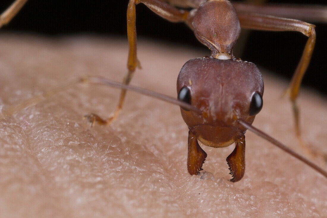 Red ant bites my hand. Image taken at Kampung Skudup, Sarawak, Malaysia.