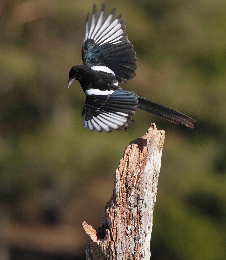 magpie, Stockholm, Sweden.