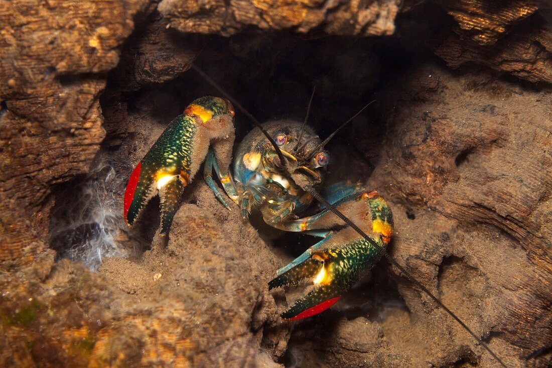 Some Fresh Water King Shrimps living in the holes of a log, at Las Estacas, Mexico.