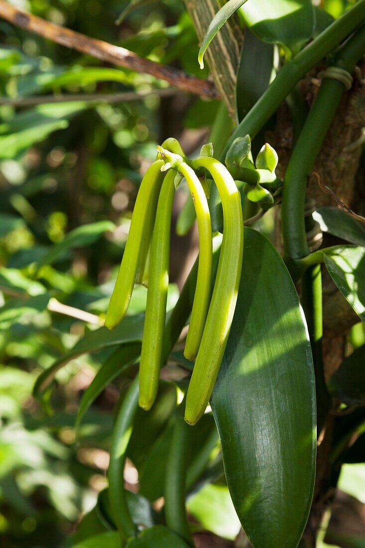 Vanilla plant at San Rafael Village, Veracruz, Mexico