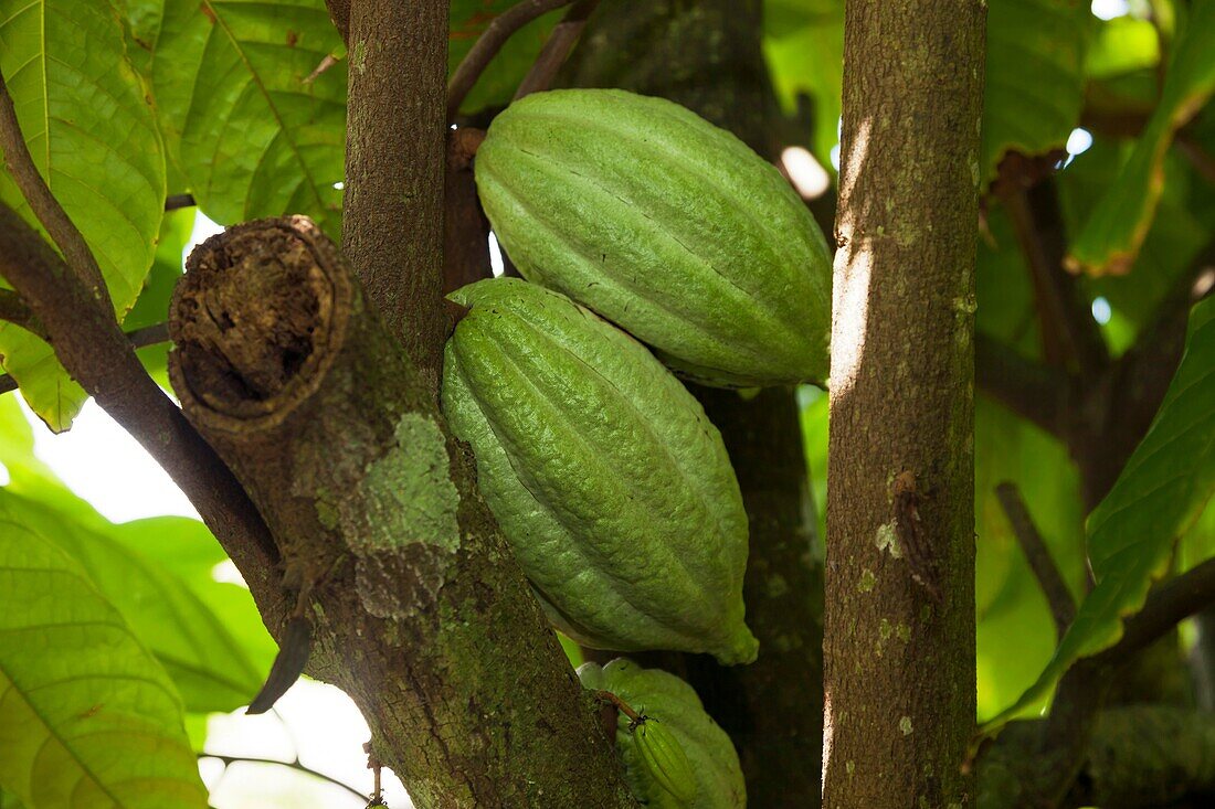 Cacao, or Cocoa fruits at San Rafael, Veracruz, Mexico