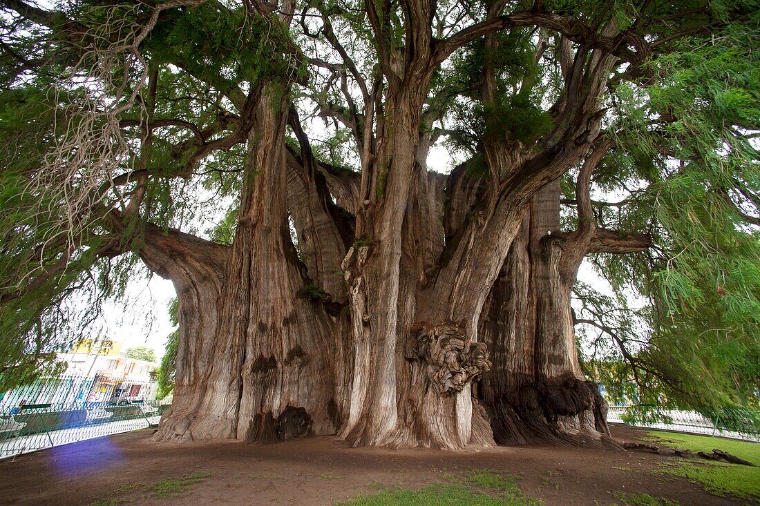 Tule Tree at Oaxaca, Mexico: The biggest tree of the world.