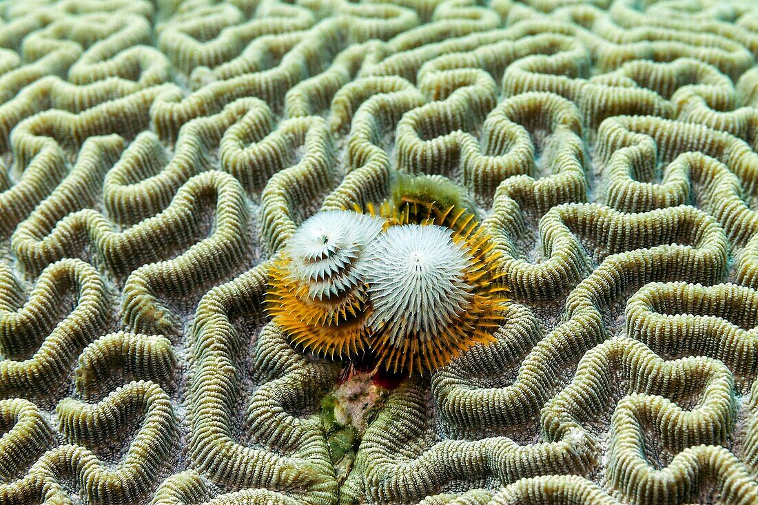 Underwater scenes at Veracruz coral reefs, Mexico.