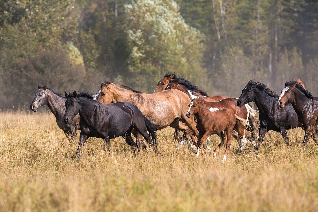 Running horses at a horse round up, Montana, USA