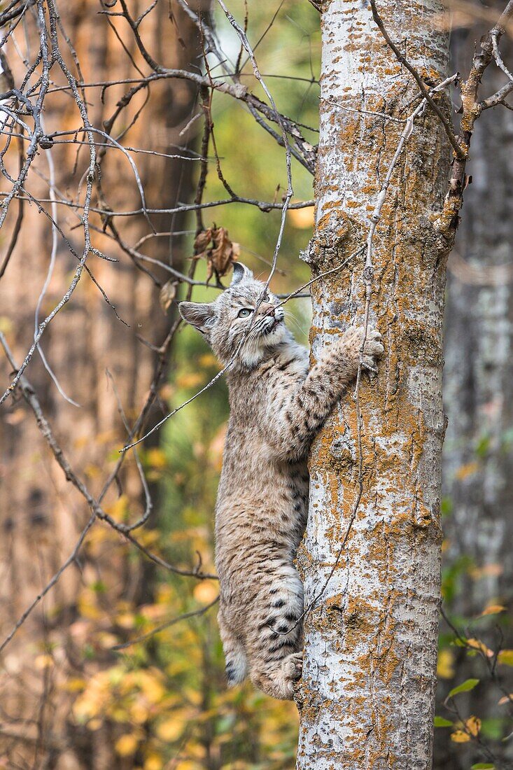 Cute little Bobcat kitten (Lynx rufus) climbing a tree, captive, Montana, USA