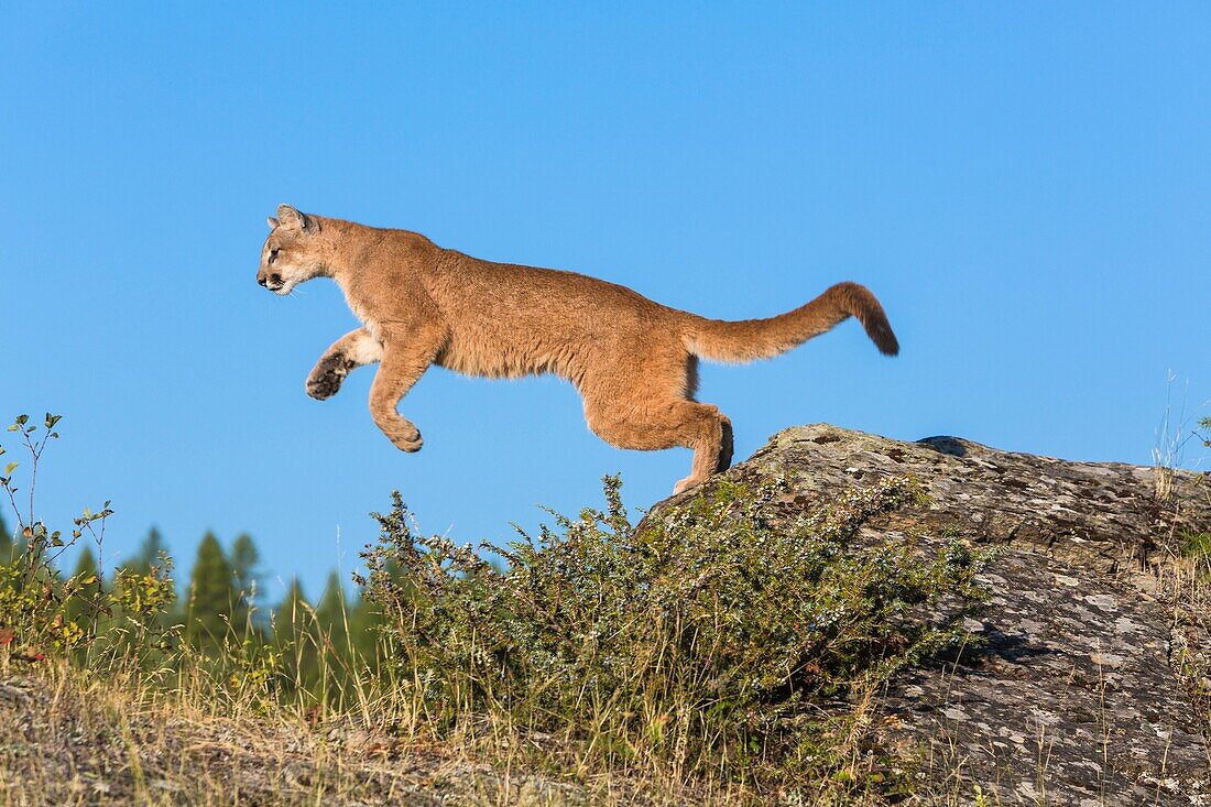Adult mountain lion (Puma concolor) … – License image – 70516743 ❘  lookphotos